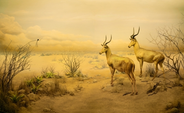 Photograph Stan Musilek Dioramas 3 on One Eyeland